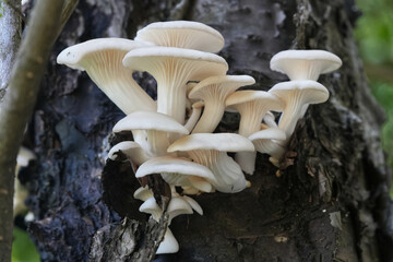 Mushrooms growing on tree trunk in the garden.