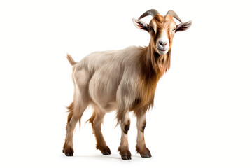Fototapeta premium Goat Isolated On White Background