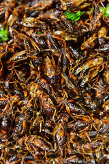 Fried Crickets  food in Thai country