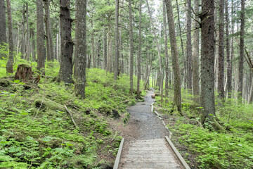 Footpath through Woodland in the Chilkat State Park, Haines, Alaska, USA