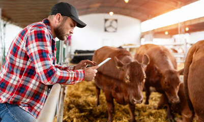 Man farmer uses digital tablet at his livestock farm. Farmer and cows at ranch.