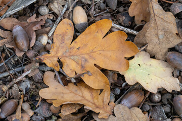 Brown oak leaf, acorns, Quercus robur, European autumn fall landscape, sunny day in November, outdoor and inside forest, yellow and brown trees
