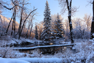 Winter landscape at Bowmont Park in Calgary