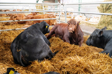Beef farm. Angus cows in paddock at farm. Angus bulls. - obrazy, fototapety, plakaty