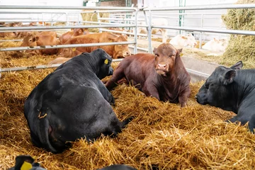 Foto op Plexiglas Beef farm. Angus cows in paddock at farm. Angus bulls. © Barillo_Picture