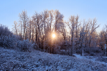 Sun shining through snowy trees in the morning