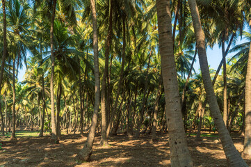 Obraz premium coconut trees in Madhavpura, Gujarat, India.