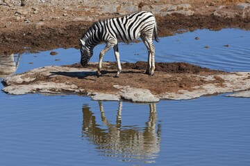 Fototapeta na wymiar Zebrafohlen (Equus quagga) am Wasserloch Halali im Etoscha Nationalpark in Namibia. 