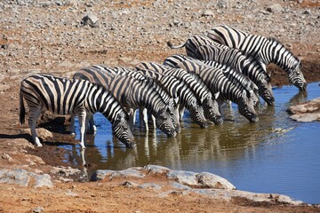Naklejka na ściany i meble Steppenzebras (Equus quagga) am Wasserloch Halali im Etoscha Nationalpark in Namibia. 