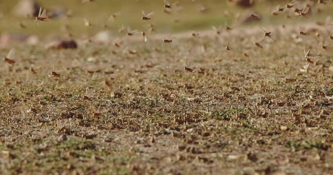 Locust In America Swarm Of Locusts Images – Browse 2,818 Stock Photos, Vectors, and Video ...