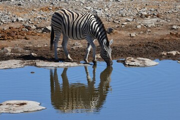 Fototapeta na wymiar Zebra (Equus Quagga) am Wasserloch Halali im Etoscha Nationalpark in Namibia. 