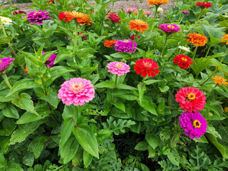 Colorful Zinnia blooming in the garden.