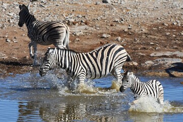 Steppenzebras (Equus quagga) am Wasserloch Halali im Etoscha Nationalpark in Namibia. 