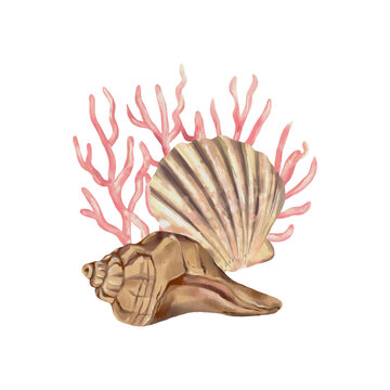 A scallop-shaped seashell and a spiral-shaped seashell. Vector illustration. Watercolor style. Greeting cards, invitations, covers, flyers and banners
