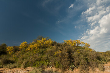 Chañar tree in Calden forest, bloomed in spring,La Pampa,Argentina