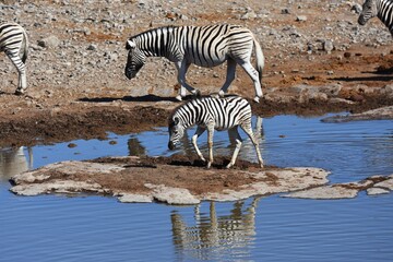 Fototapeta na wymiar Steppenzebras (Equus quagga) am Wasserloch Halali im Etoscha Nationalpark in Namibia. 