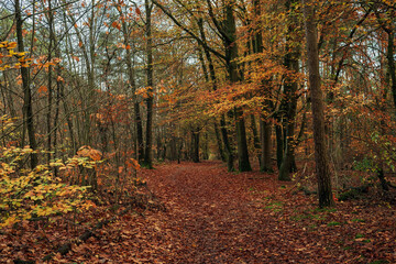 Path covered in autumn leaves in deciduous forest.