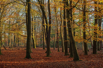 Fototapeta premium Autumn forest with deciduous trees and ground covered in leaves on a sunny day.