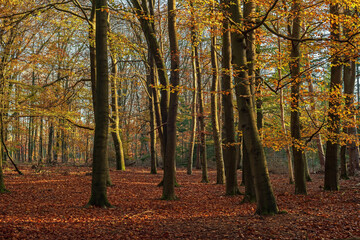 Autumn forest with deciduous trees and ground covered in leaves on a sunny day.