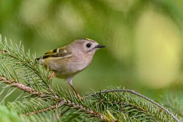 A cute goldcrest sitting on the spruce twig. Regulus regulus. Wildlife scene with smallest european bird. 