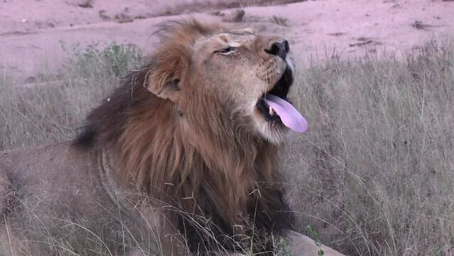 Close-up of a male lion stretching, yawning and roaring.