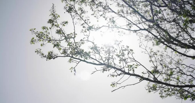 Cinematic solar flare sunlight shines through budding tree branches gentle breeze tranquil scene