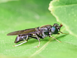 Black wasp on green leaf. Close-up view.