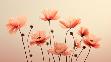 red poppies on a Pastel Peach background, Poppy Flower 