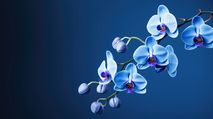 purple Orchid on dark blue background with copy space