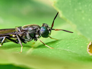 Black wasp on green leaf. Close-up view.