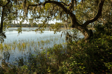 Naklejka premium Tree overhang with spanish moss at high tide