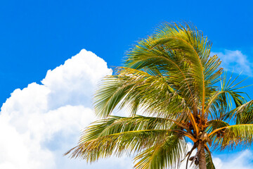 Fototapeta premium Tropical natural palm tree palms blue sky in Mexico.