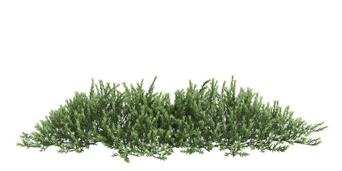 3d illustration of Myoporum Parvifolium bush isolated on transparent background - obrazy, fototapety, plakaty