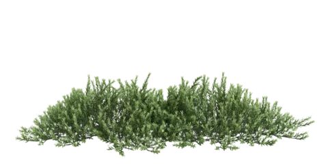 Foto op Canvas 3d illustration of Myoporum Parvifolium bush isolated on transparent background © TrngPhp