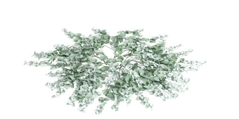 3d illustration of Dichondra Argentea bush isolated on transparent background