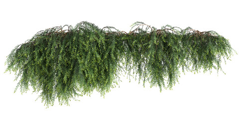 3d illustration of Phyllanthus Cochinchinensis hanging isolated on transparent background