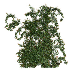 3d illustration of Hedera Helix ivy isolated on transparent background - obrazy, fototapety, plakaty