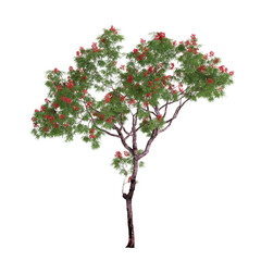 3d illustration of Framboyant, Dolonix regia tree isolated on transparent background