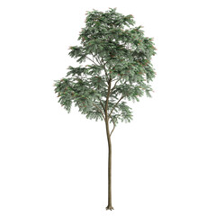 3d illustration of Chukrasia tabularis tree isolated on transparent background