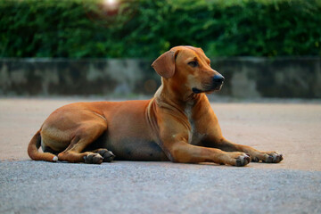 A traditional Asian breed of dog with a brown body.