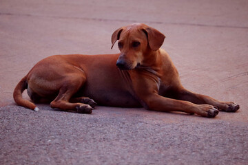 Brown folk dog of Asian breed