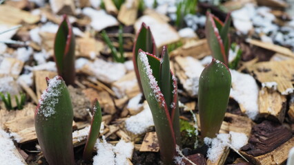 The tips of the pointed leaves of tulips delicately  covered with snow. Emerging tulips at the turn of winter and spring - 680138883