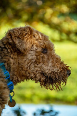Airedale terrier portrait, sat in a green grass field, he looks out over the rainwater puddles. copy space. Pet photograph, teddy bear appearance. portrait orientation.