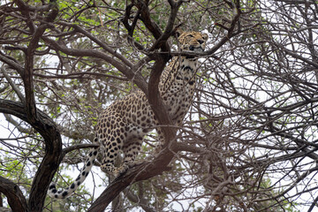 Ein Leopard steht sichernd auf einem Baum
