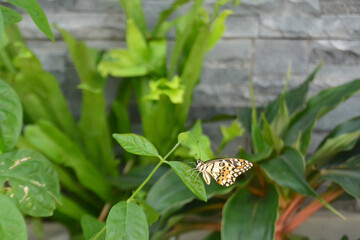 Butterflies are clearly visible in the green garden