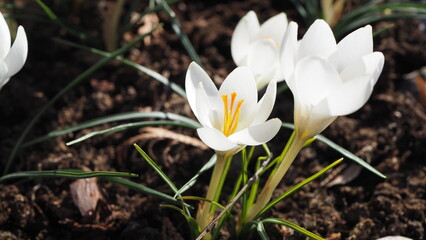 white crocus flowers, blooming white crocuses, symbol of spring - 680140093