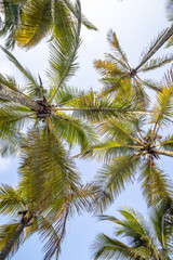 Fototapeta premium coqueiros na cidade de Vila Velha, Estado do Espirito Santo, Brasil