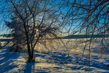 Idyllic winter landscape of trees next to a frozen lake