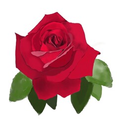 Watercolour illustration of red rose