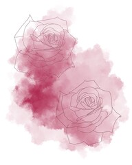 Lined illustration of roses on the watercolour background 